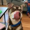cadybugdogzz